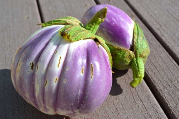 Rosa Bianca Eggplant Rosa Bianca Eggplant