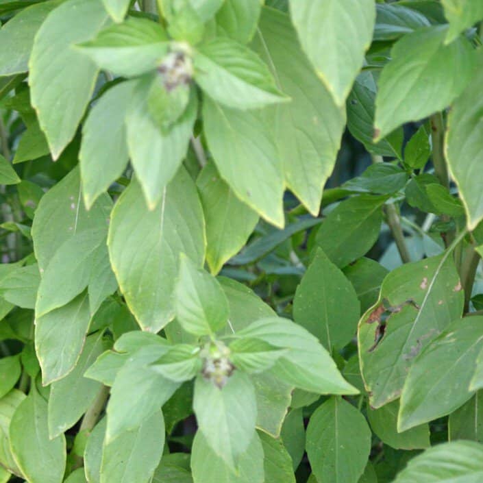 Basil