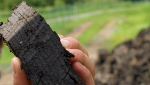 Terra preta soil