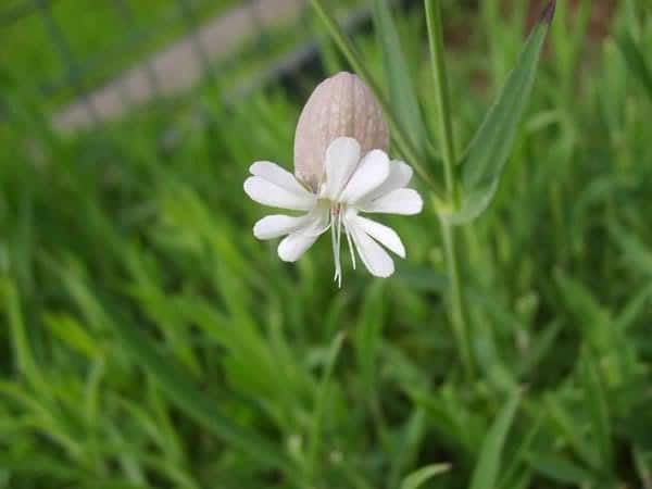 Sculpit Flower