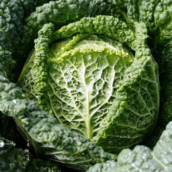 Savoy Perfection Cabbage