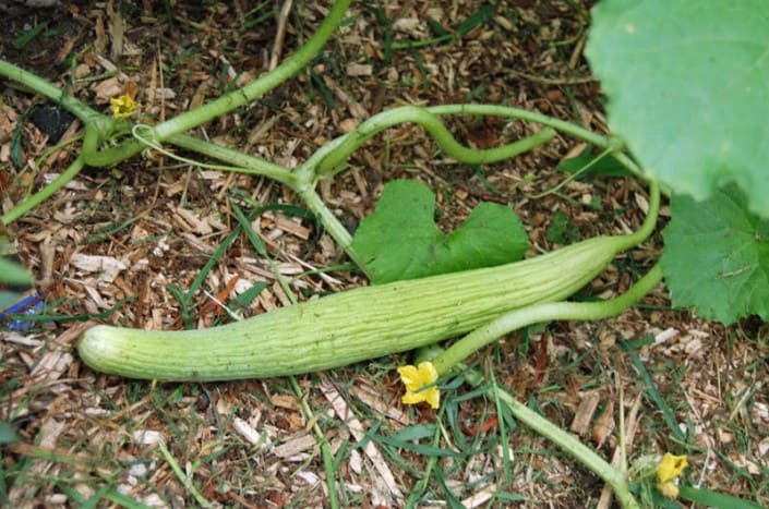 Armenian Cucumber