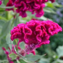 Burgandy Cockscomb