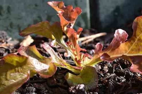 Spring Leaf Lettuce