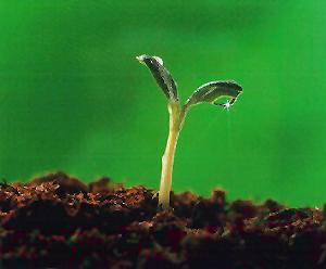 Fertile soil! Fertile soi!