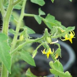 Heirloom Tomato Flower