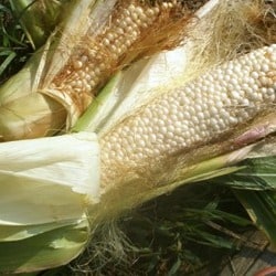Heirloom Sweet Corn