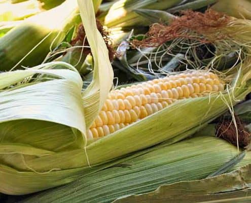 Heirloom Sweet Corn