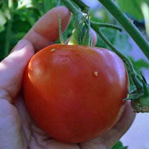 Picking Ripe Heirloom Tomato