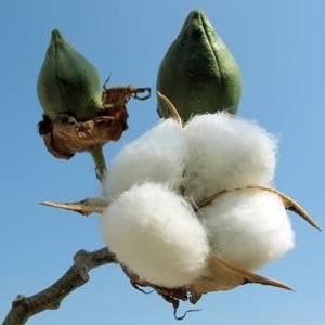 Bt or GMO Cotton Bt or GMO Cotton