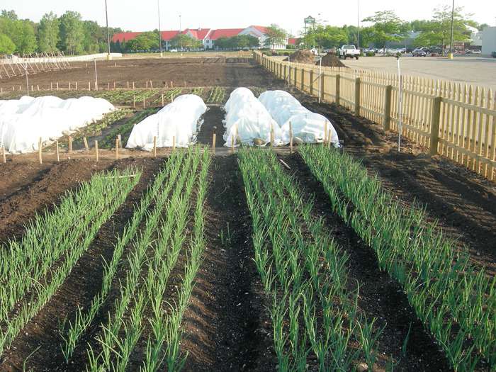 Holland Town Center Urban Farm