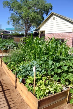 Urban Garden on Urban Garden