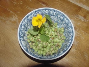 Nasturtium Pods Nasturtium Pods