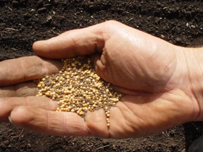 Handful of seed