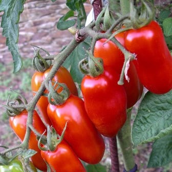 San Marzano Tomatoes