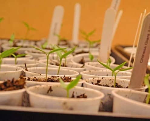 Heirloom Tomato Seedlings