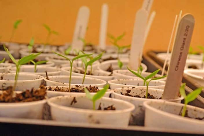 Heirloom Tomato Seedlings Heirloom Tomato Seedlings