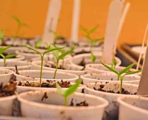 Pepper Seedlings