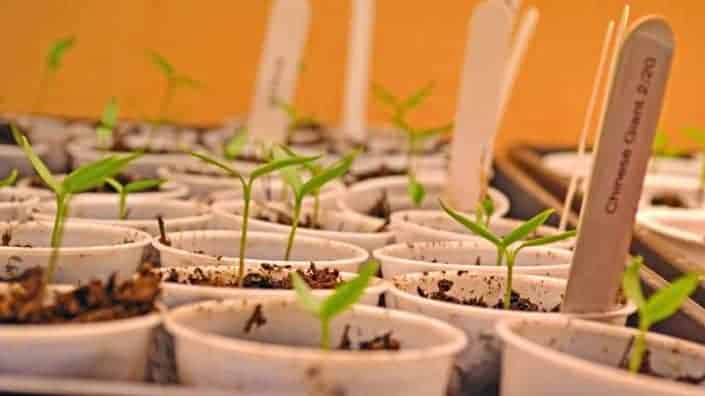Pepper Seedlings Pepper Seedlings