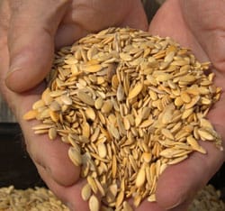 Handful of seed Handful of seed
