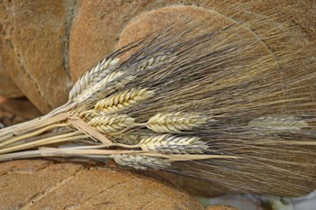 Wheat Wheat