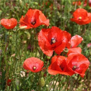 Blue Seed Opium Poppy Blue Seed Opium Poppy