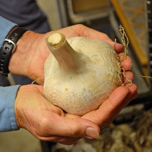 Elephant Garlic Elephant Garlic