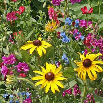 Spring Flowers