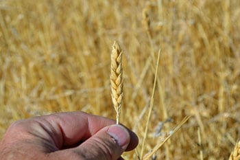 White Sonora Wheat