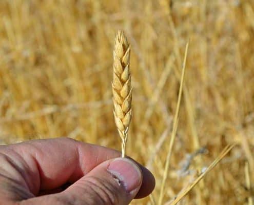 White Sonora Wheat Head