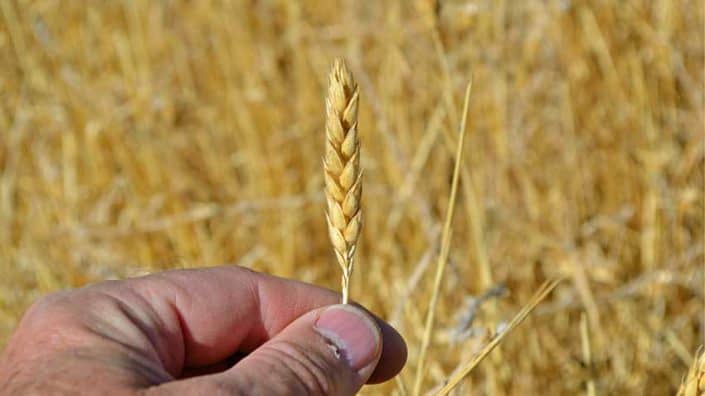 White Sonora Wheat Head White Sonora Wheat Head