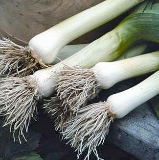 American Flag Leeks American Flag Leeks