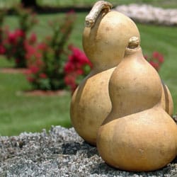 Mini Bottle Gourd Mini Bottle Gourd