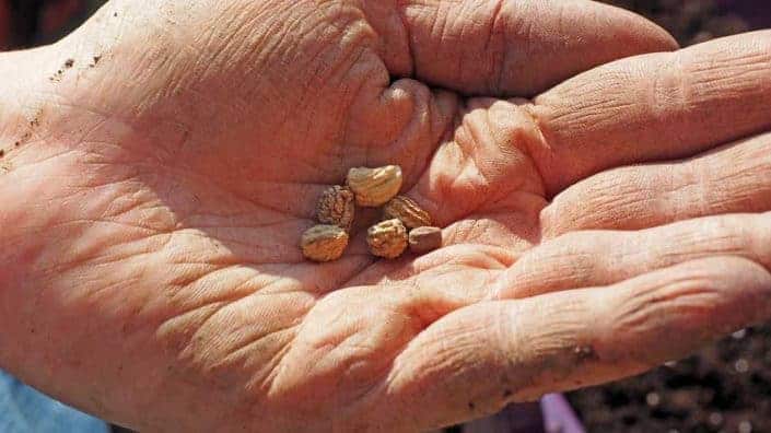 Sowing Seeds Sowing Seeds