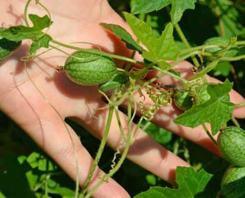Cucamelon