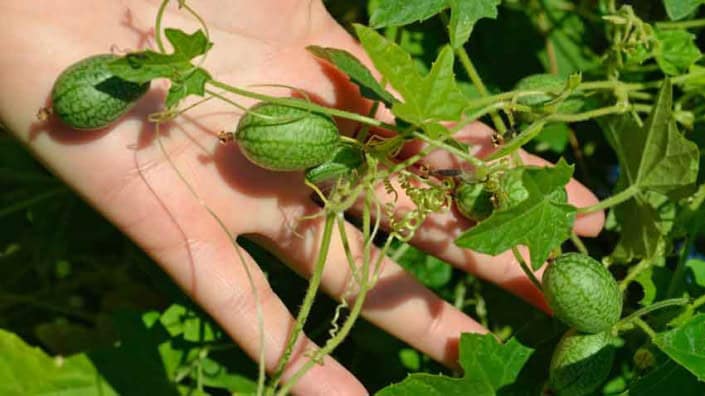 Cucamelon Cucamelon