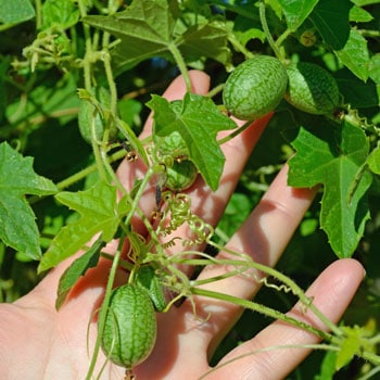 Cucamelon