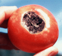 Blossom End Rot Blossom End Rot
