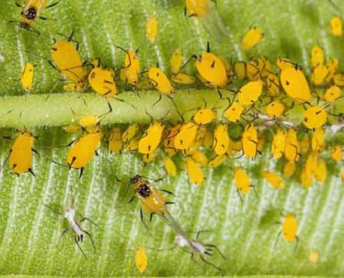 Aphids on Leaf