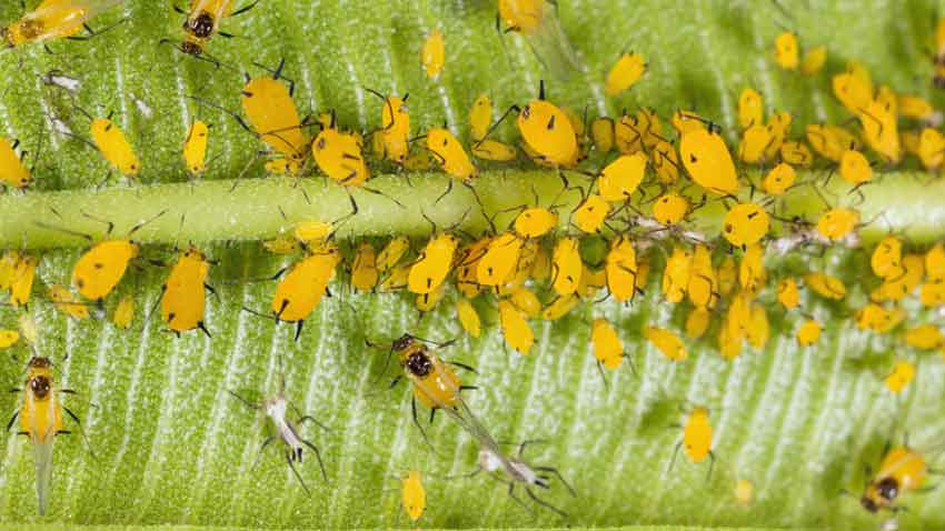 Image result for aphids