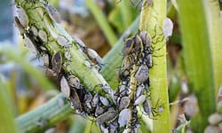 Squash Bugs Squash Bugs