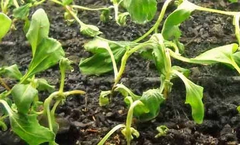 Seedling Damping Off