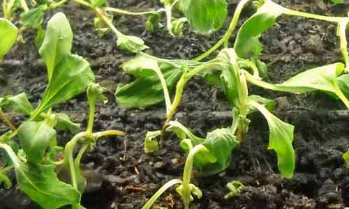 Seedling Damping Off Seedling Damping Off