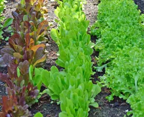 Heirloom Lettuce
