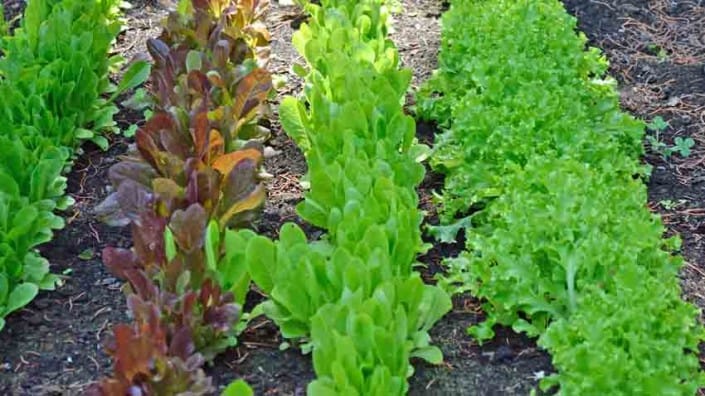 Heirloom Lettuce Heirloom Lettuce