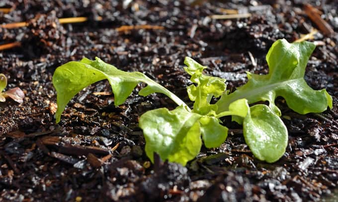 Oakleaf Lettuce
