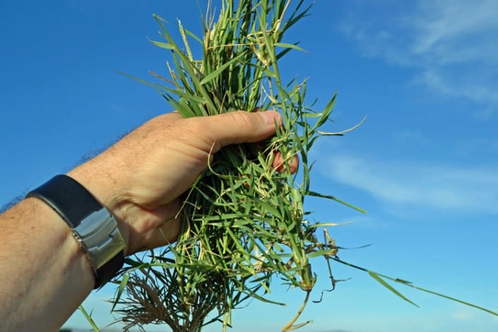 Bermuda Grass
