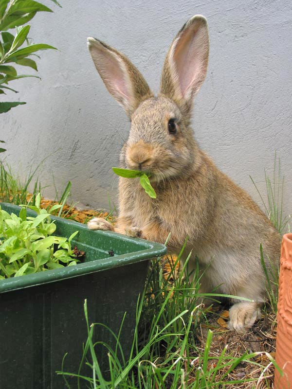 Rabbit in Garden Rabbit in Garden