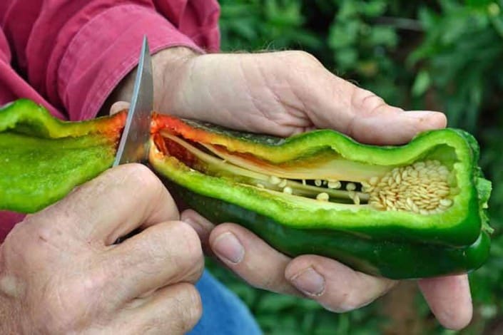 Heirloom Chile Inspection Heirloom Chile Inspection