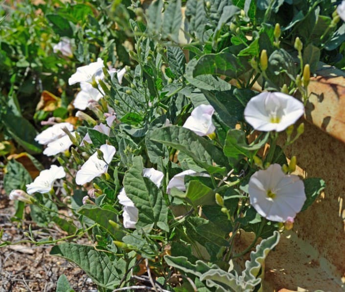 Bindweed Flowers